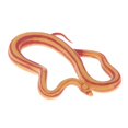 thumbnail image 2 of KLKCMS 3D Animal Figures Action Models Figurine Animals Ornament Education Cognitive snake, 2 of 6
