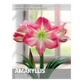 thumbnail image 1 of Amaryllis Exposure (1 Bulb), 1 of 2