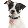 thumbnail image 3 of 10Pcs Pet Dog Cat ID Tag  Claw Engraved Collar Pendant Key Holder Bag Decor, 3 of 10