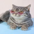 thumbnail image 1 of SNNROO 1pc Triangle Cat Themed Glasses  Cute Pet Accessory For Dogs And Cats  Suitable For Daily Walk And Outdoor Activities, 1 of 6
