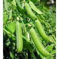 thumbnail image 3 of GSDWIUEW 100+ Alderman Shelling Pea Seeds for Planting, 25 Gram Packet -All Heirloom Seeds from 2025 Growing Season., 3 of 8