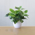 thumbnail image 4 of fastboy Artificial Potted Plant Leaf Simulation Leaves Home Office Desktop Greenery Decoration, Plant Type 13, 4 of 4