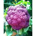 thumbnail image 4 of GSDWIUEW Chou-Fleur Violet Chou Patrimonial Légume pour la Plantation, 4 of 8