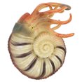 thumbnail image 1 of Weiweiguan Sea Animals Model Nautilus Model Marine Animals Model Sea Life Ornament, 1 of 7