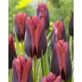 thumbnail image 1 of Bulbe de fleur vivace TASC Tulipe « Slawa » Triumph, 1 of 2