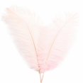 thumbnail image 2 of Ostrich Feather 30-35Cm Color Feather Decoration 2# Light Pink A Feather (1*Feather), 2 of 7