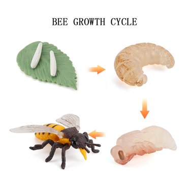 TIMIFIS Jouets Insectes Cycle de Croissance Ornements Araignée Sept-Étoiles Tarentule Abeille Scène de Vie Modèle Enfants Cadeaux de Noël