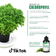 thumbnail image 4 of BENEMAX Liquid Chlorophyll Concentrate in 30mL Squeeze Bottle, 4 of 6