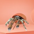 thumbnail image 3 of Daisyyozoid Modèle de Vie Marine Simulation pour Enfants Modèle d'Hermite Crabe Animal Jouets de Décoration, 3 of 5