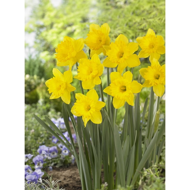 TASC Narcissi Trumpet Dutch Master