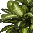 thumbnail image 5 of Golden Dieffenbachia Silk Plant, 5 of 5