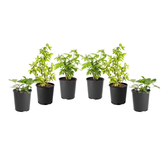 1 Gallon (3.8L) Fruit Mix 6 Pack showing six black plastic pots with live Honeoye Strawberry plants featuring white flowers and green leaves, Boyne Raspberry shrubs with upright leafy stems, and Patriot Blueberry bushes with dense green foliage, designed for full sun garden or container planting, also suitable for compact fruit gardening spaces.