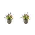 thumbnail image 1 of Decodeary Green Eco-friendly Artificial Money Tree In Pot Long-lasting Durability Realistic Appearance purple rose 2Set, 1 of 6