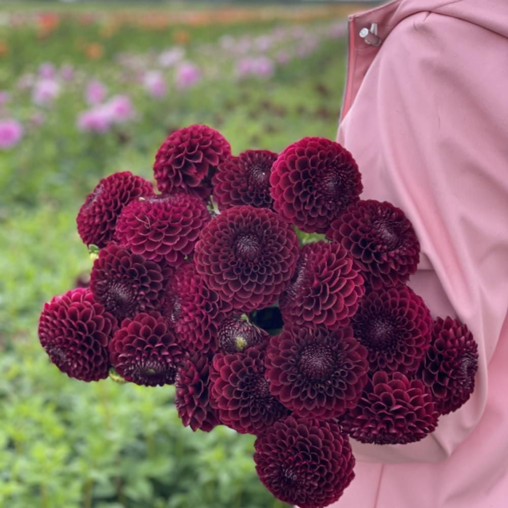 TASC Flower Bulbs Dahlia Ball Jowey Mirella (2 Bulbs)