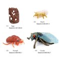 thumbnail image 4 of tredstone 1 Set Spade Worm Model Premium Plastic Material Meaningful Insect Figurines Early Educational Growing Models for School Project cicada type2, 4 of 5