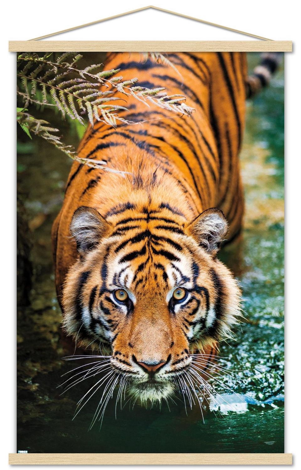 Tiger - Water Wall Poster