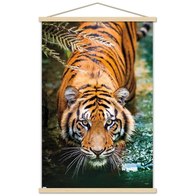 Tiger - Water Wall Poster, 22.375" x 34" Framed