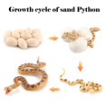 thumbnail image 3 of Jouet Simulation Serpent Croissance Cycle de Vie Ensemble de Jeu Éducatif Jouets de Classe, 3 of 4