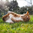 thumbnail image 4 of GFDYREE Filets de Sécurité pour Chat, Maille pour Animal en Nylon Transparent, Filet pour Plantes de Jardin, Filet de Sécurité pour Balcon, Filet pour Clôture Antichute pour Chat, Filet de Protection de Sécurité à Mailles Carrées pour Balcon, Fenêtre, Jardin, St, 4 of 7