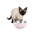 thumbnail image 3 of One Paw , Bol pour Chat en Acier Inoxydable à Double Paroi, Plusieurs Couleurs, 300ml (10.14 oz), 3 of 7