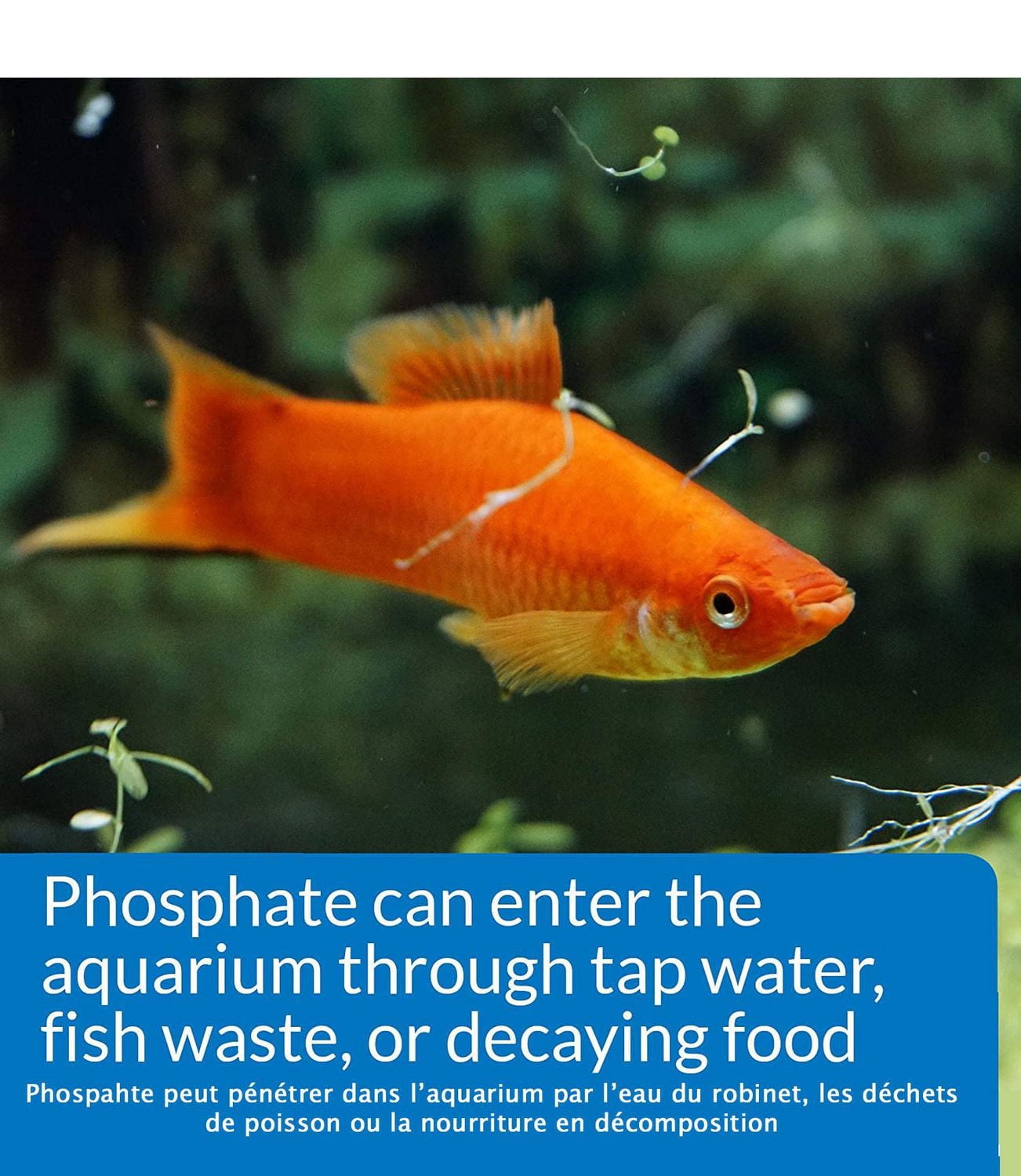 Kit de test de phosphate API pour aquariums d'eau douce et d'eau de mer (150 tests)