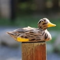 thumbnail image 3 of Various Realistic Duck Ornament Figure Outdoor Home Garden Water Pond Decoration Floating Duck, 3 of 8