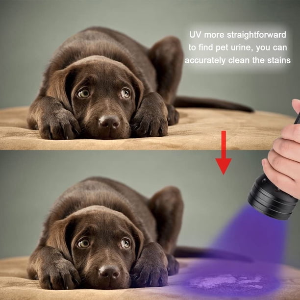 Vansky 21 LED UV Black Light Flashlight – 395nm Pet Urine Detector For Dog/Cat Stains, Resin Curing, Scorpion Finding, Batteries Included