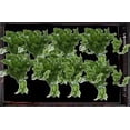 thumbnail image 4 of Parsley, Curly, Fresh, Sold in bunches, 4 of 6