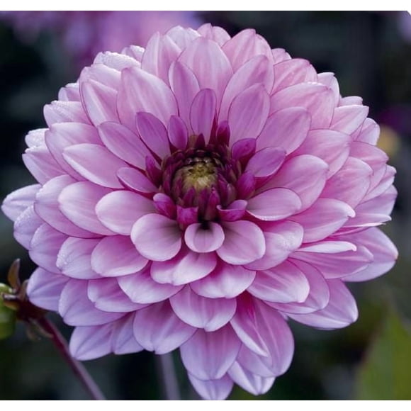 Dahlia Decorative Ton Sur Ton