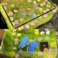 thumbnail image 3 of Jienlioq Veilleuse Terrarium Réelle et LED dans un Sommier Veilleuse Papillons, 3 of 9