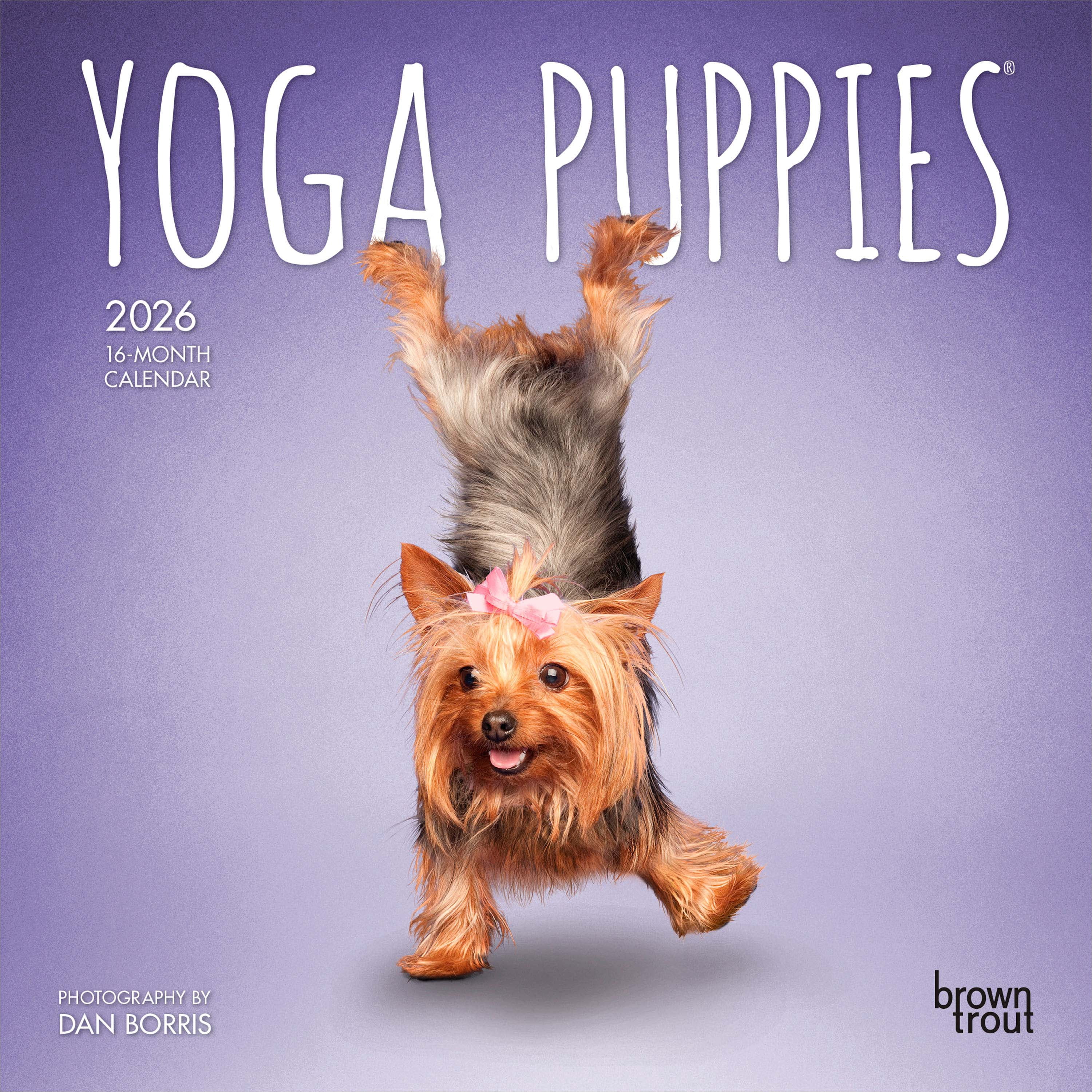 Yoga Chiots 2026 Mini 7x7