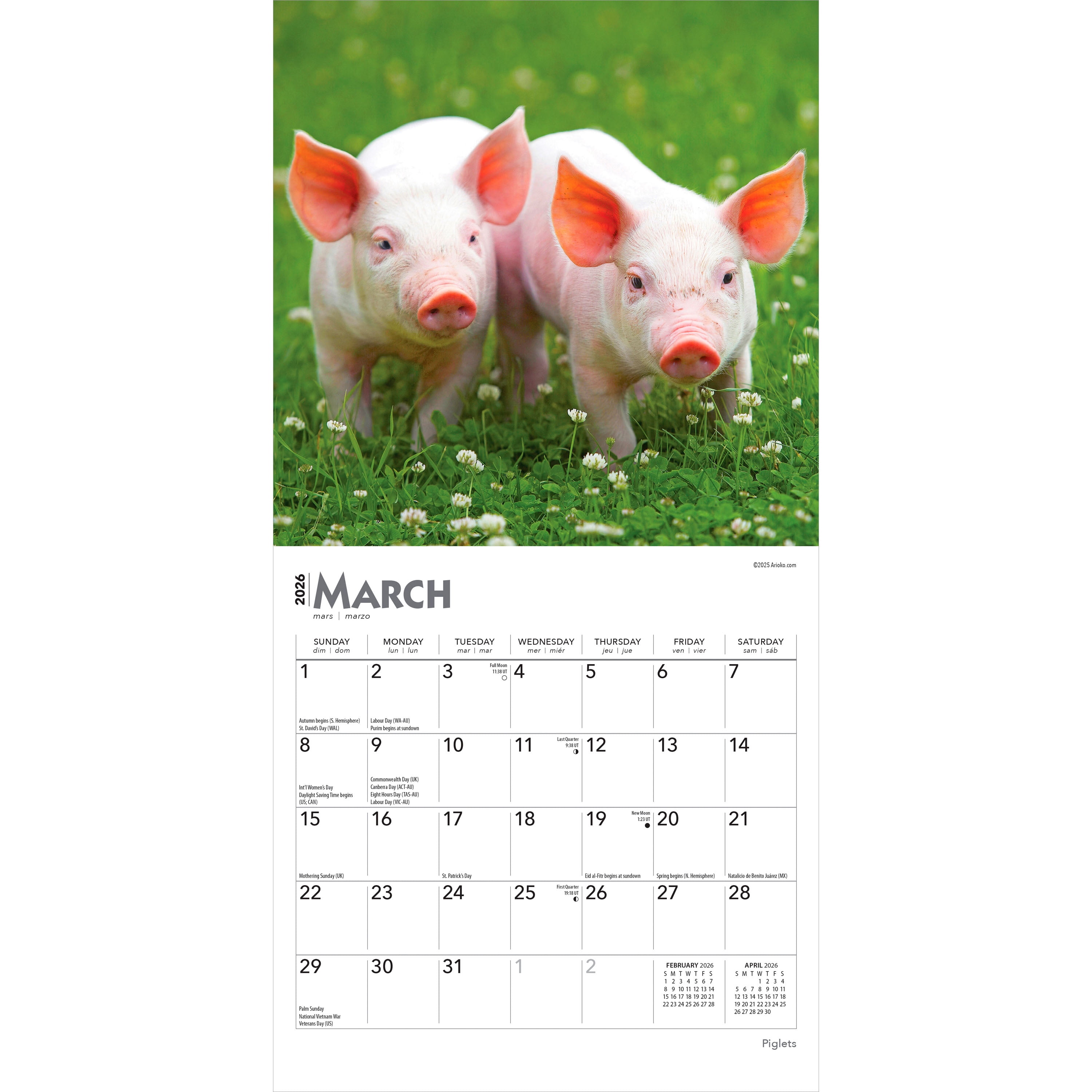Piglets 2026 Mini 7x7