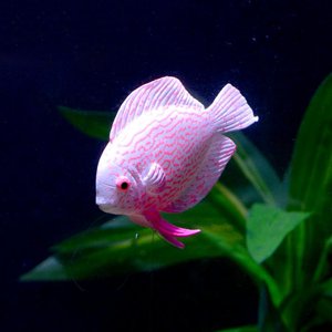 Aquarium Luminous Fish, Aquarium Artificial Fish, Fish Tank Decoration Silicone Household For Aquarium Office Fish Tank Garden