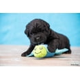 thumbnail image 2 of Spunky Pup Clean Earth Turtle Small Plush Dog Toy, 2 of 5
