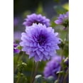 thumbnail image 1 of Tasc Flower Bulbs- Dahlia Blue Boy Annual, 1 of 2