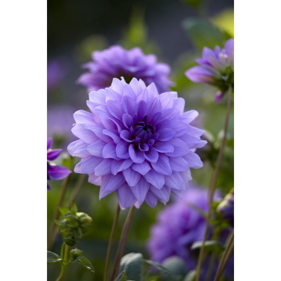 Tasc Flower Bulbs- Dahlia Blue Boy Annual