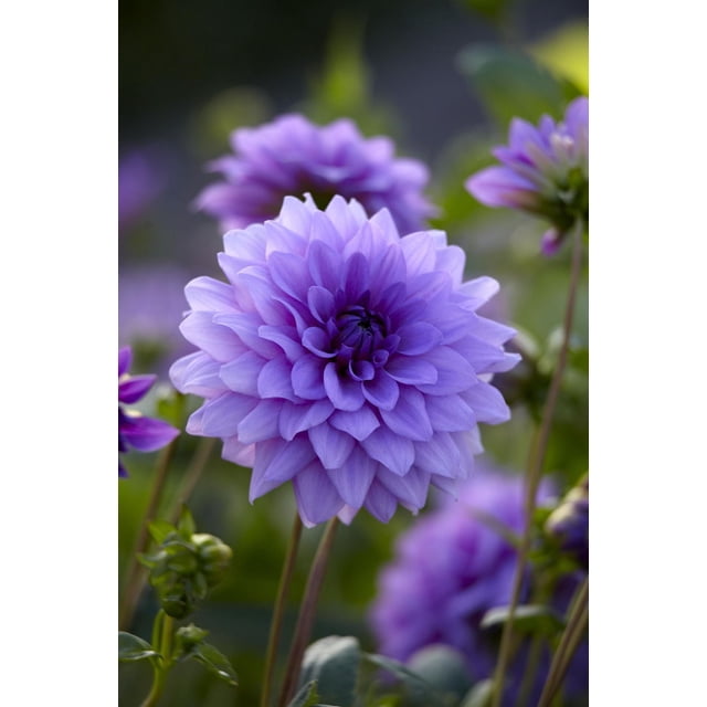 Tasc Flower Bulbs- Dahlia Blue Boy Annual showing a close-up of a medium-sized dahlia bloom with layered lavender-blue petals forming a full, rounded flower head on tall green stems, set in garden beds with foliage, suitable for borders and cut flower arrangements.
