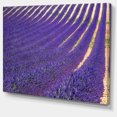 thumbnail image 2 of Lavender Blooming Fields as Texture - Oversized Landscape Wall Art Print, 2 of 3