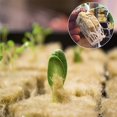 thumbnail image 4 of MYG Flower Soilless Culture Substrate hydroponic Wool Block Grodan Rockwool Cubes, 4 of 9