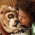 thumbnail image 4 of Disney The Lion King Mighty Roar Simba, 4 of 8