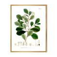 thumbnail image 1 of Designart Vintage Botanicals IV FLOAT FRAME WALL ART, 1 of 4