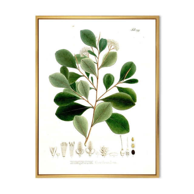 Designart Vintage Botanicals IV FLOAT FRAME WALL ART depicting a traditional botanical illustration of a green leafy branch with detailed floral and seed structures below, printed on premium cotton canvas with fade-resistant inks, gallery-wrapped and mounted in a light wood floating frame, ready to hang.