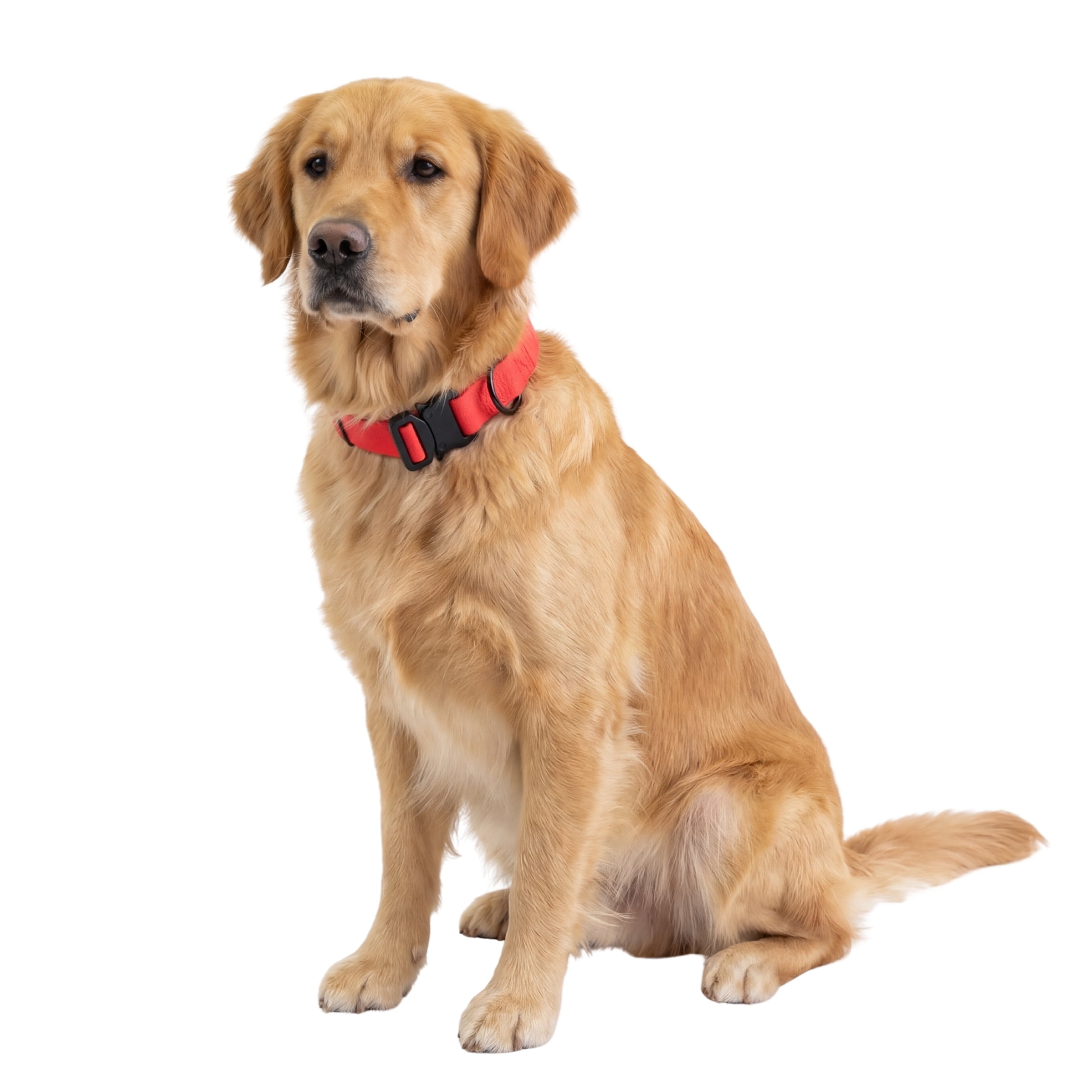 One Paw, Un collier pour chien en Silicone avec boucle métal, hydrofuge, plusieurs tailles.
