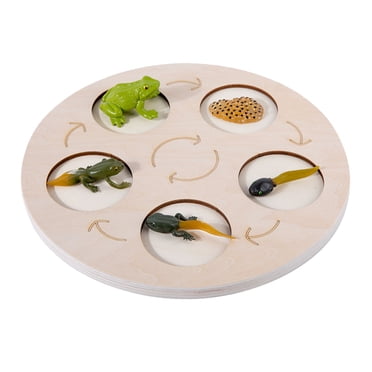 Riforla Montessori Life Growth Cycle Board The Circular Deduction Teaching Aid Board Is Made of Wood Early Educational for Preschool Kids Butterflies Chicks Turtles Education Beige3