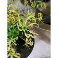 thumbnail image 2 of HIGHGW Bulbes de Rothschildiana Gloriosa (Lys de Feu/lys en Flammes) - Fleur de Vigne Grimpante Exotique 8 Pcs / 20 Pcs Floraisons Rouges et Jaunes Vibrantes pour Jardin et Contenants (Jaune,20), 2 of 6