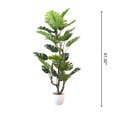 thumbnail image 2 of Monstera Deliciosa, 61"H, 2 of 4