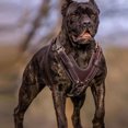thumbnail image 4 of Hexplore Heavy Duty Genuine Leather Dog Harness Adjustable for Large Dogs Pitbull Rottweiler High Quality, 4 of 18