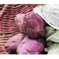 thumbnail image 4 of 50 PURPLE ROMAGNA ARTICHOKE Italian Cynara Scolymus Flower Vegetable Seeds, 4 of 10