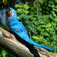 thumbnail image 1 of Hanging Parrot Statue in Courtyard Garden Tree Interior Home Decoration, 1 of 5