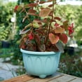 thumbnail image 4 of Flower Pot Nice-looking Fashion Lightweight Plastic Flower Vegetable Planters Pot with Tray for Home, 4 of 9